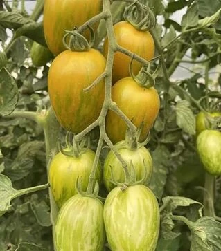 Насіння томату Корваліс F1, п.о. 250 насінин (Spark Seeds)