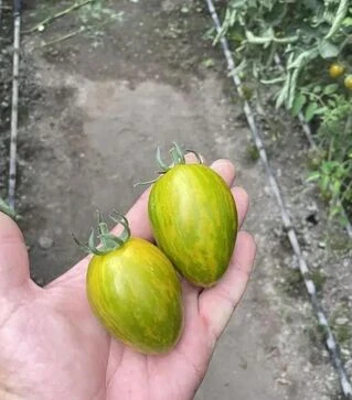 Насіння томату Корваліс F1, п.о. 250 насінин (Spark Seeds)