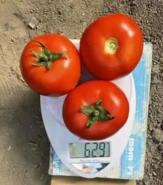 Насіння томату F155 F1, п.о. 250 насінин (Spark Seeds)