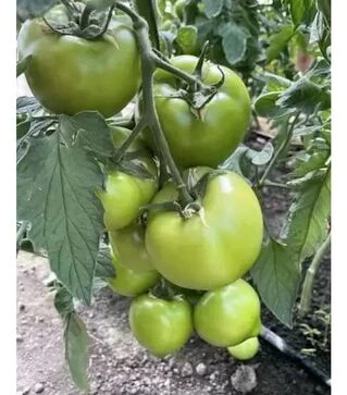 Насіння томату F155 F1, п.о. 250 насінин (Spark Seeds)