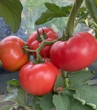 Насіння томату Фаєр F1, п.о. 250 насінин (Spark Seeds)