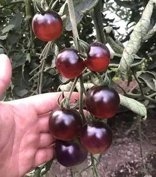 Семена томата Литл Рок F1, п.е. 250 семян (Spark Seeds)