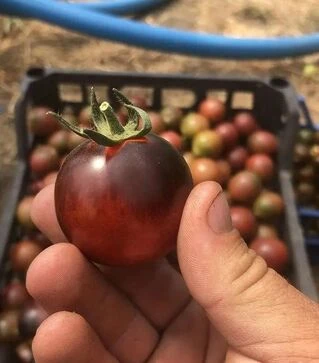 Семена томата Литл Рок F1, п.е. 250 семян (Spark Seeds)