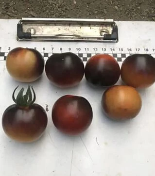 Семена томата Литл Рок F1, п.е. 250 семян (Spark Seeds)