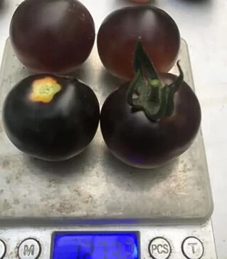 Семена томата Литл Рок F1, п.е. 250 семян (Spark Seeds)