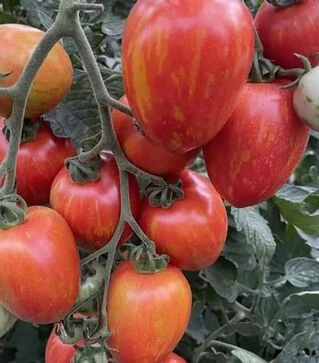 Насіння томату Філадельфія F1, п.о. 250 насінин (Spark Seeds)