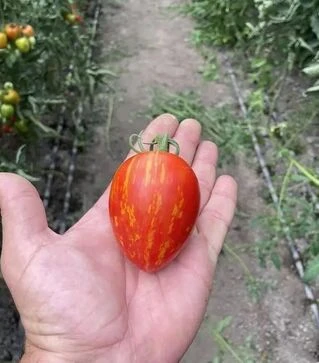 Насіння томату Філадельфія F1, п.о. 250 насінин (Spark Seeds)