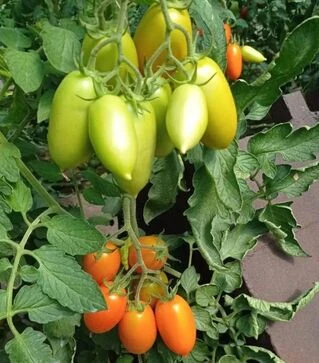 Семена томата Пальмира F1, п.е. 250 семян (Breeding Seeds)