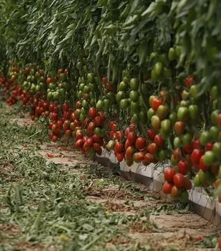 Семена томата Эльза F1, п.е. 250 семян (Spark Seeds)