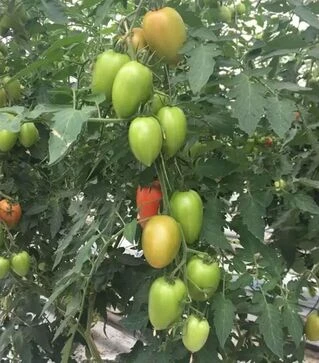 Насіння томату Ельза F1, п.о. 250 насінин (Spark Seeds)