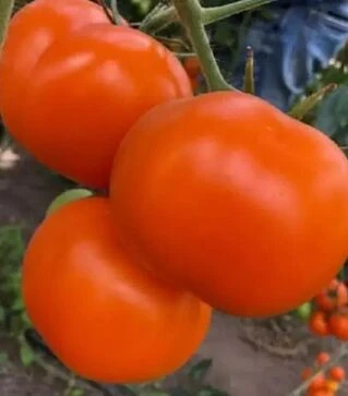 Семена томата Йеллоу Пешен F1, п.е. 250 семян (Spark Seeds)