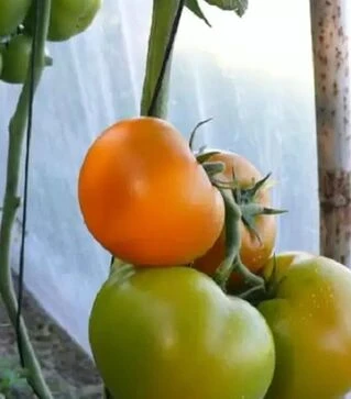 Семена томата Йеллоу Пешен F1, п.е. 250 семян (Spark Seeds)