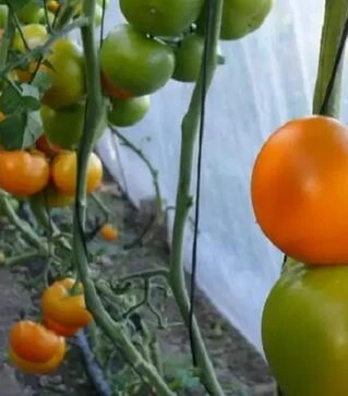 Семена томата Йеллоу Пешен F1, п.е. 250 семян (Spark Seeds)