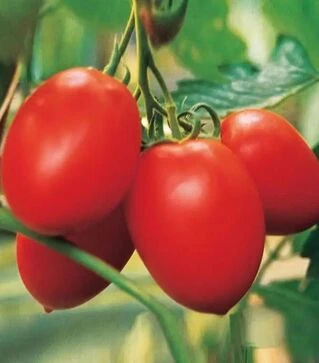 Насіння томату Колібрі F1, п.о. 250 насінин (Clause)