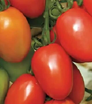Насіння томату Гранадеро F1, п.о. 250 насінин (Enza Zaden)