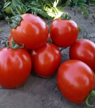 Насіння томату КС 215 F1, п.о. 5 тис. насінин (Kitano Seeds)