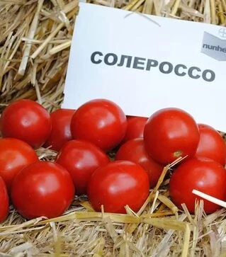 Семена томата Солероссо F1, п.е. 5 тыс. семян (Nunhems)