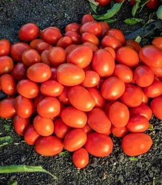 Семена томата 1301 F1, п.е. 5 тыс. семян (Heinz)