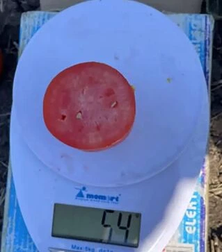 Насіння томату Драй F1, п.о. 5 тис. насінин (Spark Seeds)