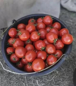 Семена томата Асвон F1, п.е. 5 тыс. семян (Kitano Seeds)