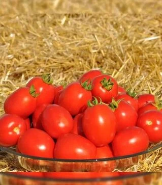 Насіння томату Чезена F1, п.о. 5 тис. насінин (Libra Seeds)