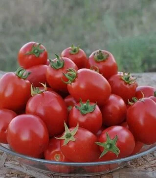 Насіння томату Чезена F1, п.о. 5 тис. насінин (Libra Seeds)