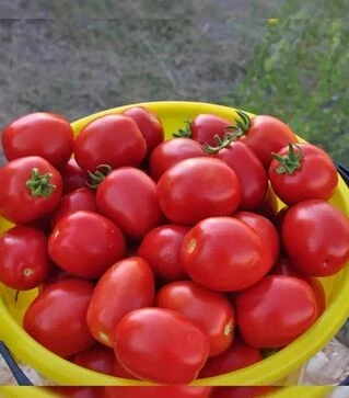 Насіння томату Чезена F1, п.о. 5 тис. насінин (Libra Seeds)