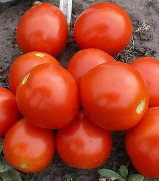 Семена томата 1855 F1, п.е. 5 тыс. семян (Spark Seeds)