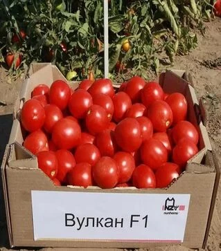 Насіння томату Вулкан F1, п.о. 5 тис. насінин (Nunhems)