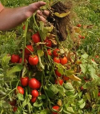 Семена томата Салерно F1, п.е. 5 тыс. семян (Libra Seeds)