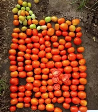 Семена томата Салерно F1, п.е. 5 тыс. семян (Libra Seeds)