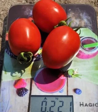 Семена томата Салерно F1, п.е. 5 тыс. семян (Libra Seeds)