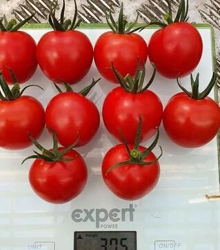 Семена томата Рианна F1, п.е. 50 семян (Sakata)