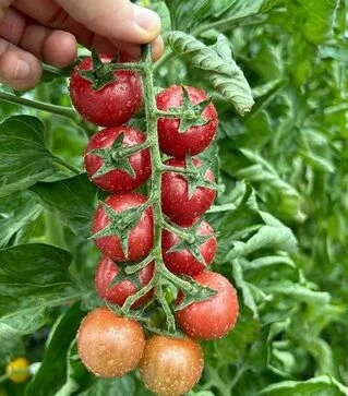 Семена томата Рианна F1, п.е. 50 семян (Sakata)