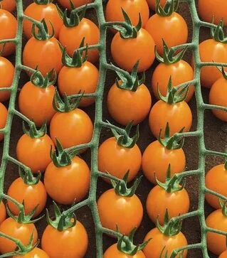 Насіння томату Оранбелло F1, п.о. 50 насінин (Esasem)