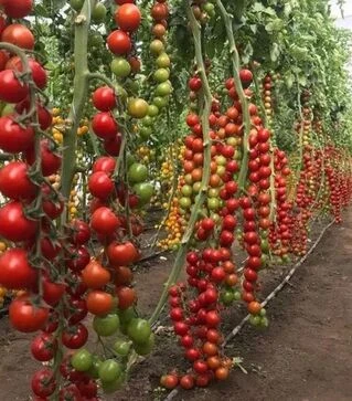 Насіння томату Деліччіо F1, п.о. 50 насінин (Hazera)