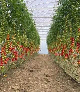 Насіння томату Деліччіо F1, п.о. 50 насінин (Hazera)