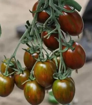 Семена томата Криспина Плюм F1, п.е. 50 семян (Esasem)