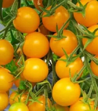 Насіння томату Стар Голд F1, п.о. 50 насінин (Esasem)