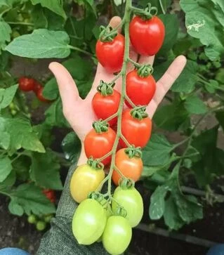 Насіння томату Самори F1, п.о. 50 насінин (Esasem)