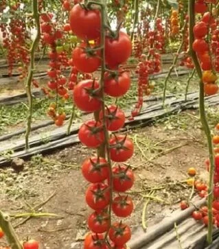 Насіння томату Порпора F1, п.о. 50 насінин (Esasem)