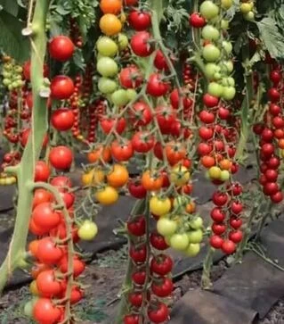 Насіння томату Порпора F1, п.о. 50 насінин (Esasem)