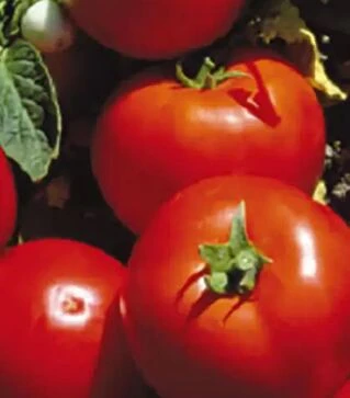 Семена томата Лоджейн F1, п.е. 500 семян (Enza Zaden)