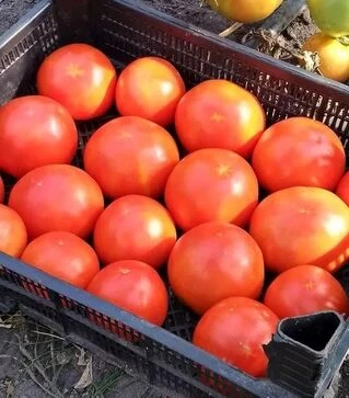 Насіння томату Белла Роса F1, п.о. 500 насінин (Sakata)