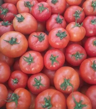 Насіння томату Белла Роса F1, п.о. 500 насінин (Sakata)