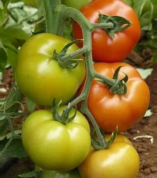 Насіння томату Саннерін F1, п.о. 500 насінин (Syngenta)