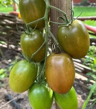 Насіння томату Сіара F1, п.о. 500 насінин (Breeding Seeds)