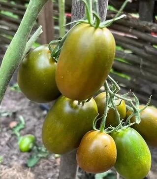 Семена томата Сиара F1, п.е. 500 семян (Breeding Seeds)