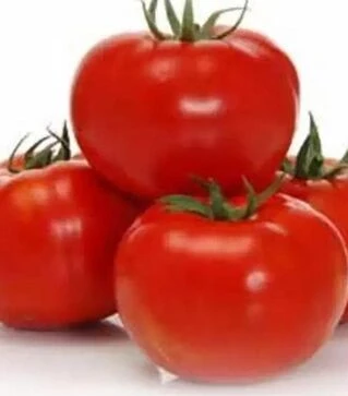 Насіння томату Амапола F1, п.о. 500 насінин (Sakata)