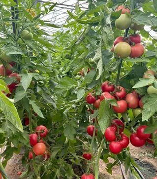 Насіння томату Розонет F1, п.о. 500 насінин (Syngenta)